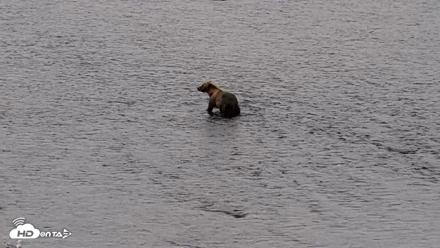 Kodiak Alaska Brown Bears Live Webcam - Aug 18, 2026, 7:27am AKDT