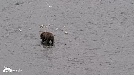Kodiak Alaska Brown Bears Live Webcam - Aug 7, 2026, 5:16pm AKDT