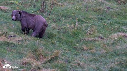 Kodiak Alaska Brown Bears Live Webcam - Oct 12, 2026, 7:03pm AKDT