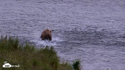Kodiak Alaska Brown Bears Live Webcam - Aug 3, 2026, 6:32am AKDT