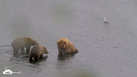 Kodiak Alaska Brown Bears Live Webcam - Aug 16, 2026, 3:11pm AKDT