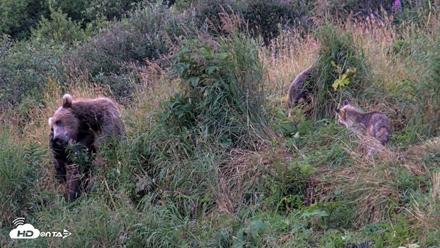 Kodiak Alaska Brown Bears Live Webcam - Aug 21, 2026, 7:36am AKDT