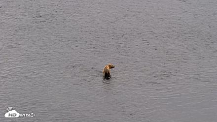 Kodiak Alaska Brown Bears Live Webcam - Aug 6, 2026, 10:20am AKDT