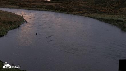 Kodiak Alaska Brown Bears Live Webcam - Oct 8, 2026, 8:01am AKDT