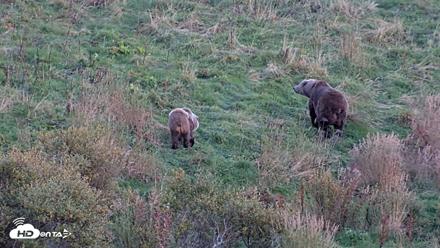 Kodiak Alaska Brown Bears Live Webcam - Oct 1, 2026, 7:13pm AKDT