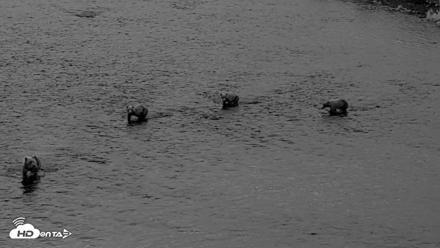 Kodiak Alaska Brown Bears Live Webcam - Aug 12, 2026, 6:23am AKDT