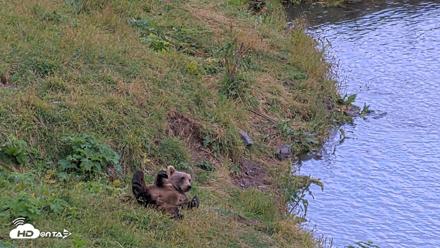 Kodiak Alaska Brown Bears Live Webcam - Aug 14, 2026, 8:41pm AKDT
