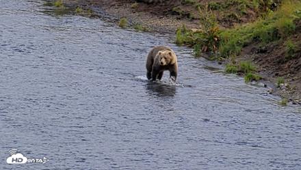 Kodiak Alaska Brown Bears Live Webcam - Aug 14, 2026, 6:59pm AKDT
