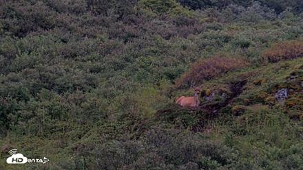 Kodiak Alaska Brown Bears Live Webcam - Aug 19, 2026, 9:10pm AKDT