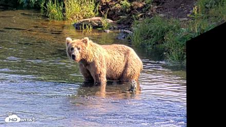 Kodiak Alaska Brown Bears Live Webcam - Jul 29, 2026, 5:32pm AKDT