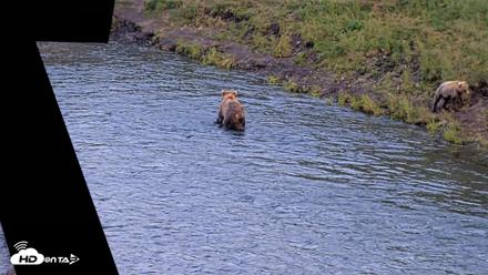 Kodiak Alaska Brown Bears Live Webcam - Aug 8, 2026, 9:52pm AKDT