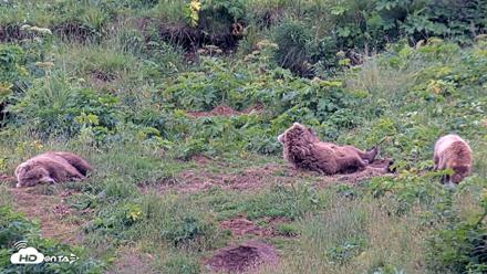 Kodiak Alaska Brown Bears Live Webcam - Aug 6, 2026, 8:15pm AKDT