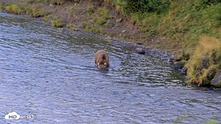 Kodiak Alaska Brown Bears Live Webcam - Aug 22, 2026, 7:21pm AKDT