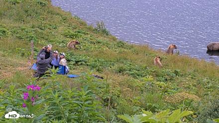 Kodiak Alaska Brown Bears Live Webcam - Aug 7, 2026, 12:19pm AKDT