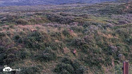 Kodiak Alaska Brown Bears Live Webcam - Aug 26, 2026, 9:49pm AKDT