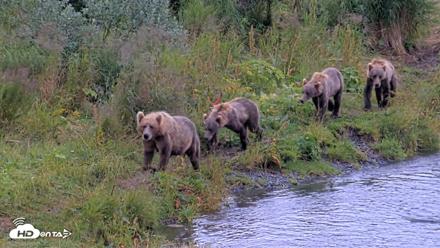 Kodiak Alaska Brown Bears Live Webcam - Aug 14, 2026, 2:36pm AKDT