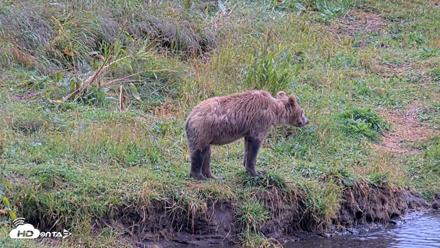 Kodiak Alaska Brown Bears Live Webcam - Aug 14, 2026, 1:23pm AKDT