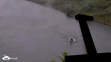 Kodiak Alaska Brown Bears Live Webcam - Jul 20, 2026, 10:14pm AKDT