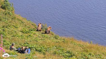 Kodiak Alaska Brown Bears Live Webcam - Aug 8, 2026, 4:26pm AKDT