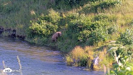 Kodiak Alaska Brown Bears Live Webcam - Jul 24, 2026, 6:48pm AKDT