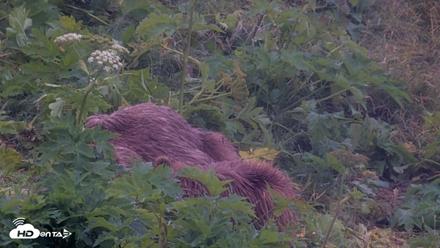 Kodiak Alaska Brown Bears Live Webcam - Aug 4, 2026, 7:16am AKDT