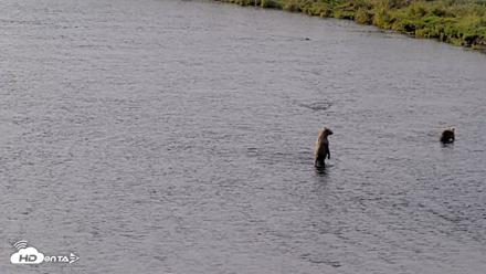 Kodiak Alaska Brown Bears Live Webcam - Aug 18, 2026, 9:29am AKDT