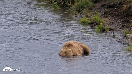 Kodiak Alaska Brown Bears Live Webcam - Aug 11, 2026, 4:42pm AKDT