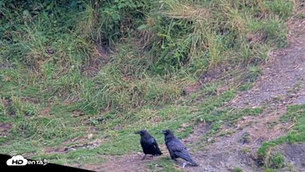 Kodiak Alaska Brown Bears Live Webcam - Aug 7, 2026, 6:43pm AKDT