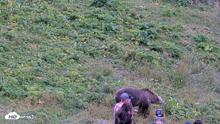 Kodiak Alaska Brown Bears Live Webcam - Aug 18, 2026, 4:23pm AKDT