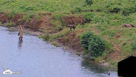 Kodiak Alaska Brown Bears Live Webcam - Aug 10, 2026, 6:27pm AKDT