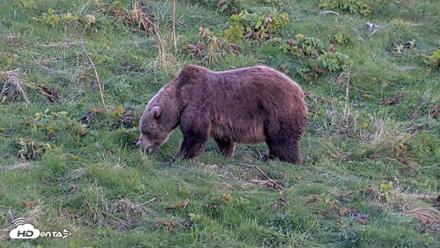 Kodiak Alaska Brown Bears Live Webcam - Oct 1, 2026, 7:08pm AKDT