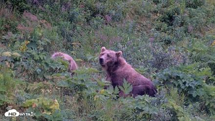 Kodiak Alaska Brown Bears Live Webcam - Aug 15, 2026, 6:36pm AKDT