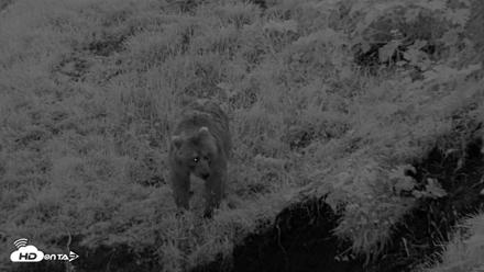 Kodiak Alaska Brown Bears Live Webcam - Aug 6, 2026, 10:49pm AKDT