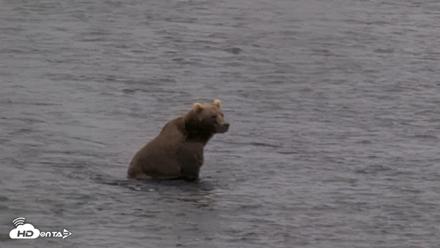 Kodiak Alaska Brown Bears Live Webcam - Aug 13, 2026, 1:45pm AKDT