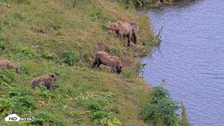 Kodiak Alaska Brown Bears Live Webcam - Aug 10, 2026, 5:20pm AKDT