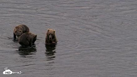 Kodiak Alaska Brown Bears Live Webcam - Aug 16, 2026, 9:09pm AKDT