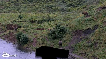Kodiak Alaska Brown Bears Live Webcam - Aug 18, 2026, 8:03am AKDT