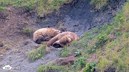 Kodiak Alaska Brown Bears Live Webcam - Aug 9, 2026, 3:56pm AKDT