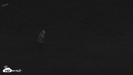 Kodiak Alaska Brown Bears Live Webcam - Aug 18, 2026, 10:30pm AKDT