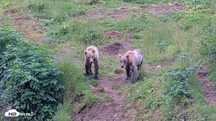 Kodiak Alaska Brown Bears Live Webcam - Aug 6, 2026, 10:16am AKDT