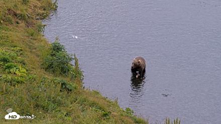 Kodiak Alaska Brown Bears Live Webcam - Aug 10, 2026, 6:02pm AKDT