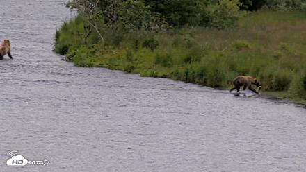 Kodiak Alaska Brown Bears Live Webcam - Aug 6, 2026, 11:04am AKDT