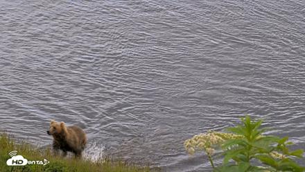Kodiak Alaska Brown Bears Live Webcam - Jul 23, 2026, 4:57pm AKDT