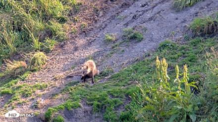 Kodiak Alaska Brown Bears Live Webcam - Aug 8, 2026, 5:29pm AKDT