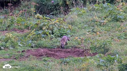 Kodiak Alaska Brown Bears Live Webcam - Aug 20, 2026, 6:50pm AKDT