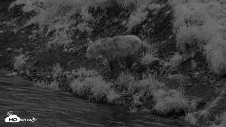 Kodiak Alaska Brown Bears Live Webcam - Aug 19, 2026, 10:06pm AKDT