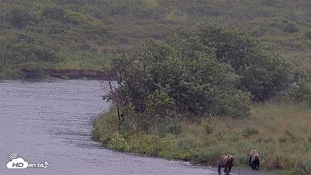 Kodiak Alaska Brown Bears Live Webcam - Aug 22, 2026, 6:09pm AKDT