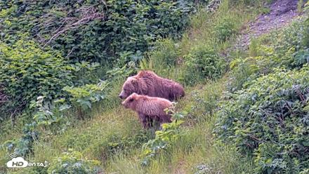 Kodiak Alaska Brown Bears Live Webcam - Jul 15, 2026, 1:50pm AKDT