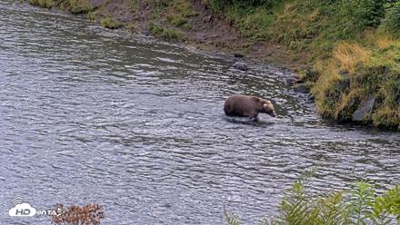 Kodiak Alaska Brown Bears Live Webcam - Aug 20, 2026, 5:18pm AKDT