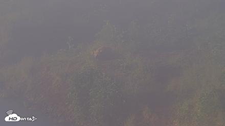 Kodiak Alaska Brown Bears Live Webcam - Jul 30, 2026, 7:37am AKDT